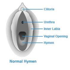 hymen porn|What Is the Hymen: Anatomy, Functions, Types and Care